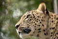 Head shot of Persian leopard Royalty Free Stock Photo