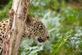 Head shot of Persian leopard Royalty Free Stock Photo