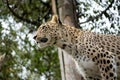 Head shot of Persian leopard Royalty Free Stock Photo