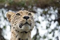 Head shot of Persian leopard Royalty Free Stock Photo