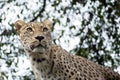 Head shot of Persian leopard Royalty Free Stock Photo