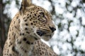 Head shot of Persian leopard Royalty Free Stock Photo