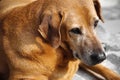 Head shot portrait of brown Labrador old dog pet animal lying on Royalty Free Stock Photo