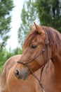 Head shot portrait close up of a beautiful saddle horse at summer paddock Royalty Free Stock Photo