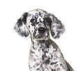 Head shot portrait puppy english setter dog spotted black and white