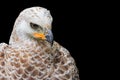 Head-shot portrait of single isolated hawk with strong yellow beak looking angry, grim or serious on black background