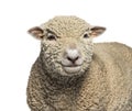 Head shot, portrait, Southdown sheep, Babydoll, smiling sheep