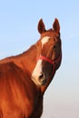 Close up of a beautiful anglo-arabian stallion against blue sky Royalty Free Stock Photo