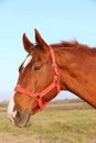 Head shot portrait of a thoroughbred stallion at sunset on meadow Royalty Free Stock Photo