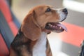 Head shot portrait of a tri-color beagle smiles in a car