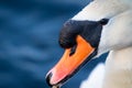 Head shot portrait of a white swan Royalty Free Stock Photo