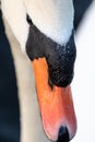 Head shot portrait of a white swan Royalty Free Stock Photo
