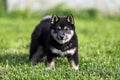 Head shot portrait of a young shiba dog Royalty Free Stock Photo