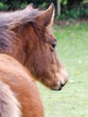 Bay Foal Headshot