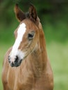 Foal Headshot Royalty Free Stock Photo