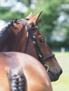 Bay Horse Head Shot Royalty Free Stock Photo