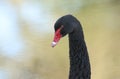 A head shot of a beautiful Black Swan, Cygnus atratus, standing on the bank of a lake. Royalty Free Stock Photo