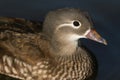 A head shot of a pretty female Mandarin duck Aix galericulata swimming on a lake in the UK. Royalty Free Stock Photo