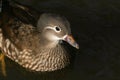 A head shot of a pretty female Mandarin duck Aix galericulata swimming on a lake in the UK. Royalty Free Stock Photo