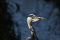 A head shot of a hunting Grey Heron, Ardea cinerea, fishing in the reeds at the edge of a lake. Royalty Free Stock Photo