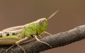 A head shot of a pretty Meadow Grasshopper Chorthippus parallelus perching on a twig. Royalty Free Stock Photo