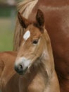 Pretty Foal