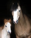 Mare and Foal Royalty Free Stock Photo