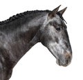 Head shot of a profile Lusitano, Portuguese horse, isolated on white Royalty Free Stock Photo