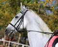 Head shot profile of a show jumper horse on natural background