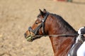 Head shot profile of a show jumper horse on natural background