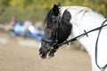 Head shot profile of a show jumper horse on natural background