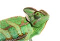 Head shot of a profile veiled chameleon head Royalty Free Stock Photo