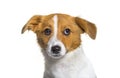 Head shot of puppy Border Jack Royalty Free Stock Photo