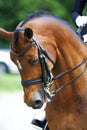 Head shot of a purebred dressage horse outdoors Royalty Free Stock Photo
