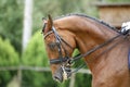 Head shot of a purebred dressage horse outdoors Royalty Free Stock Photo