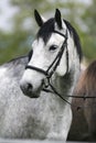 Head shot of a purebred gray horse rural scene Royalty Free Stock Photo