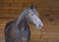 Head shot of a purebred morgan horse at a rural ranch