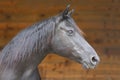 Head shot of a purebred morgan horse at a rural ranch