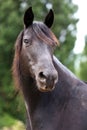 Head shot of a purebred morgan horse at a rural ranch