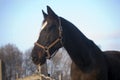 Head shot of a purebred saddle horse looking over corral fence Royalty Free Stock Photo