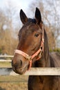 Head shot of a purebred saddle horse looking over corral fence Royalty Free Stock Photo