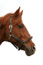 Head shot of a purebred thoroughbred young horse Royalty Free Stock Photo