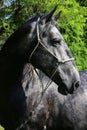 Head shot of a purebred young lipizzaner mare Royalty Free Stock Photo