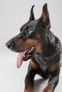 Head shot of purebreed pedigree dobermann