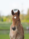 Rare Breed Foal Headshot