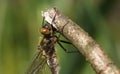 A head shot of a stunning rare newly emerged Downy Emerald Dragonfly Cordulia aenea perching on a twig.