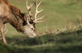 A head shot of a magnificent Red Deer Stag, Cervus elaphus, feeding in field at the edge of woodland. Royalty Free Stock Photo