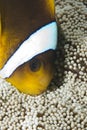 Head-shot of a Red Sea anemonefish.