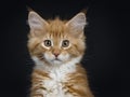 Red tabby with white Maine Coon cat / kitten Royalty Free Stock Photo