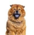 Head shot of Reddish coated Chow Chow showing its Bleu tongue and looking at camera